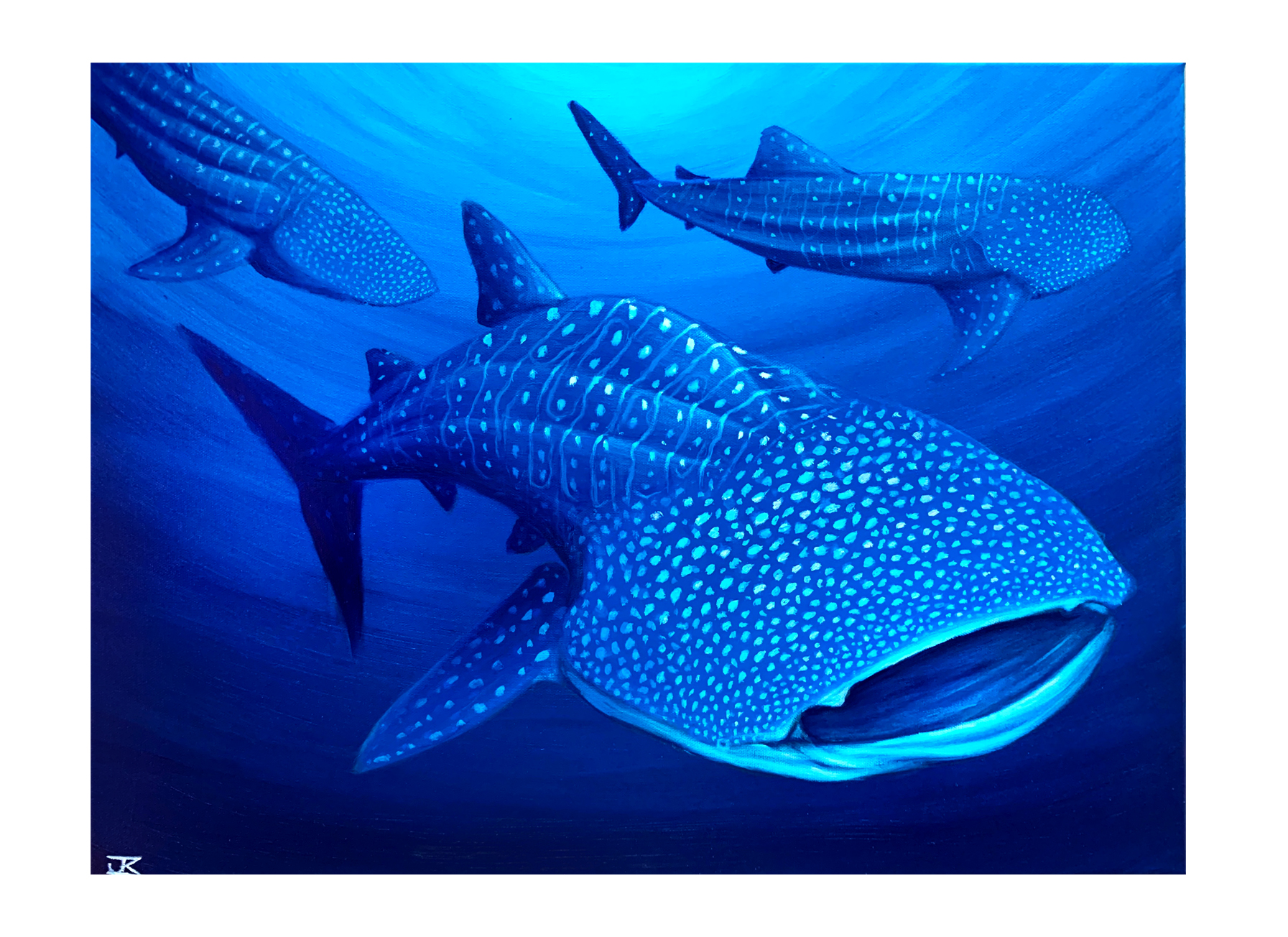 Whale shark white